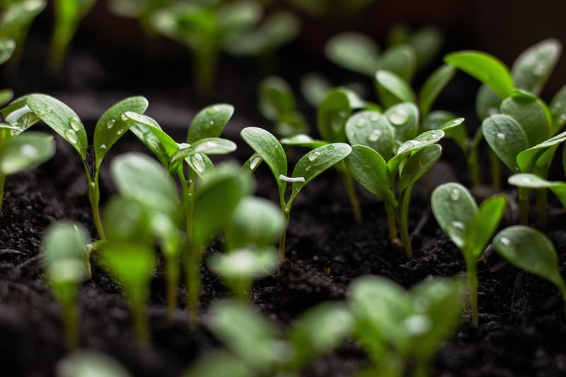 Sustainable Planting Ideas